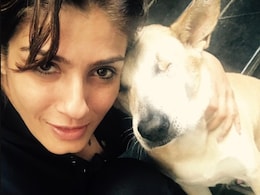 "This Is Ridiculous": Raveena Tandon To NDTV On Supreme Court Order To Relocate Stray Dogs In Delhi-NCR