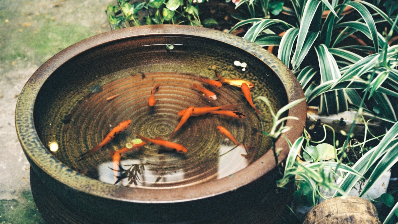 Heres how you can build a small pond in your garden or backyard