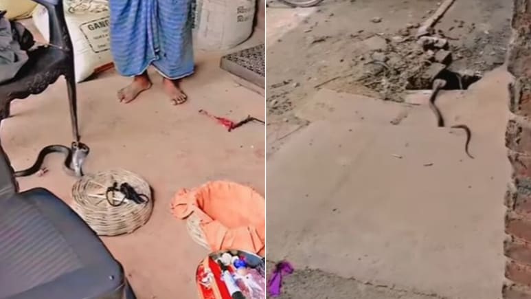बीन बजाने पर पिटारे से बाहर आया कोबरा, निकलते ही सांप ने जो किया, यूजर्स बोले- लगता है 4 दिनों से भूखा था