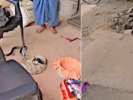 बीन बजाने पर पिटारे से बाहर आया कोबरा, निकलते ही सांप ने जो किया, यूजर्स बोले- लगता है 4 दिनों से भूखा था बीन बजाने पर पिटारे से बाहर आया कोबरा, निकलते ही सांप ने जो किया, यूजर्स बोले- लगता है 4 दिनों से भूखा था
