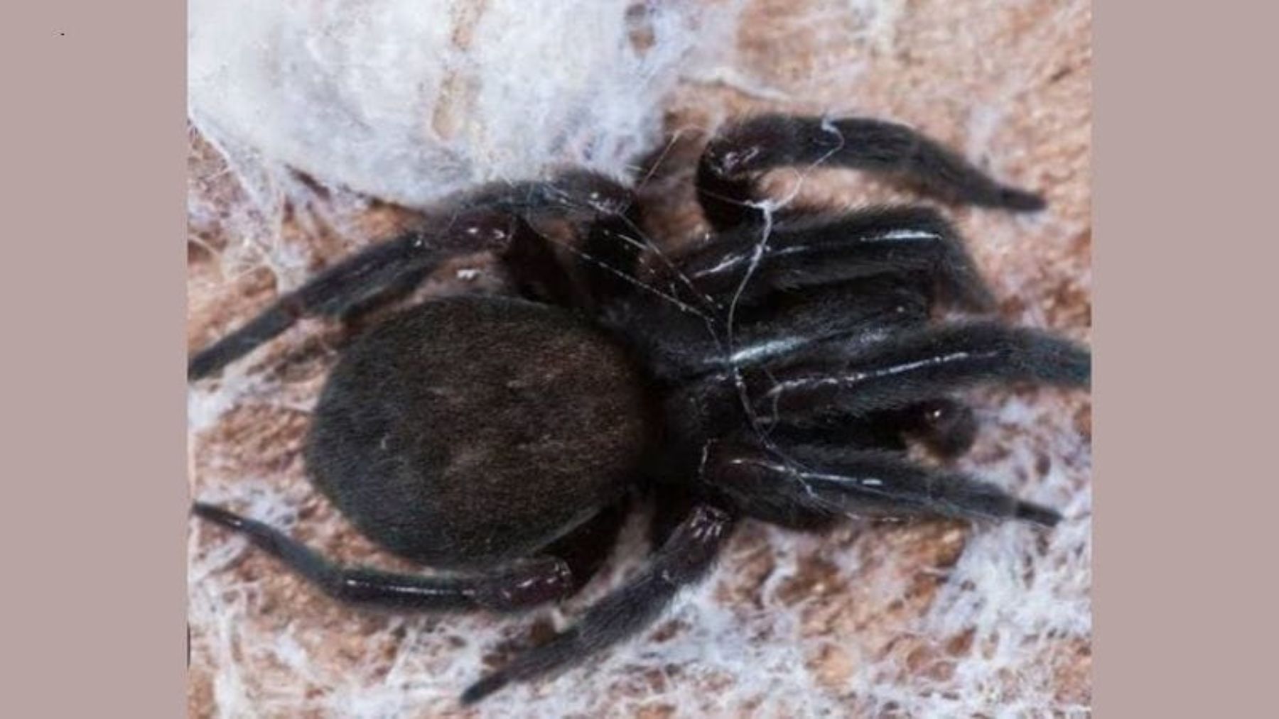 Spider Bite Causes Child's Death In Assam's Tinsukia District