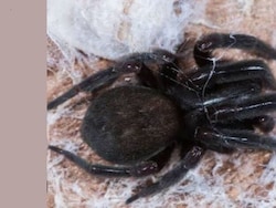 Spider Bite Causes Child&#039;s Death In Assam&#039;s Tinsukia District