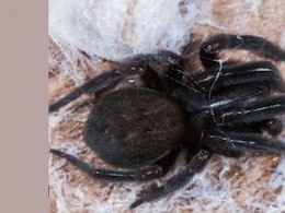 Spider Bite Causes Child's Death In Assam's Tinsukia District Spider Bite Causes Child's Death In Assam's Tinsukia District