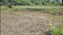 राजस्थान में बारिश से किसानों पर दोहरी मार, खेतों में फसलें चौपट; कोटा में हजारों लोग बेघर