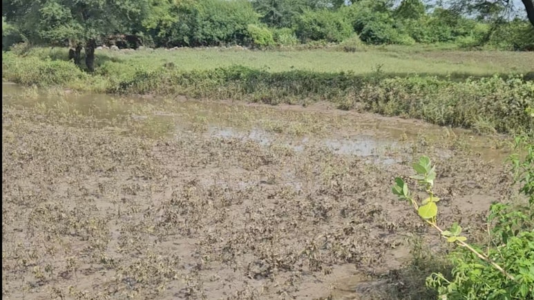 राजस्थान में बारिश से किसानों पर दोहरी मार, खेतों में फसलें चौपट; कोटा में हजारों लोग बेघर