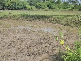 राजस्थान में बारिश से किसानों पर दोहरी मार, खेतों में फसलें चौपट; कोटा में हजारों लोग बेघर राजस्थान में बारिश से किसानों पर दोहरी मार, खेतों में फसलें चौपट; कोटा में हजारों लोग बेघर