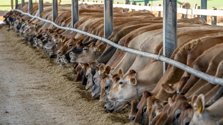क्या आप खोलना चाहते हैं Dairy Farm, यहां जानिए कौनसी डिग्री और योजनाएं आएंगी काम