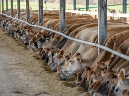 क्या आप खोलना चाहते हैं Dairy Farm, यहां जानिए कौनसी डिग्री और योजनाएं आएंगी काम क्या आप खोलना चाहते हैं Dairy Farm, यहां जानिए कौनसी डिग्री और योजनाएं आएंगी काम