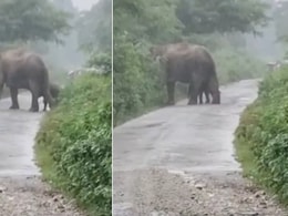 बच्चे को जन्म देते ही लड़खड़ाते कदमों से तेज़ बारिश में बछड़े के साथ उठकर चल पड़ी हथिनी, प्यारा Video वायरल