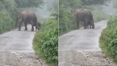 बच्चे को जन्म देते ही लड़खड़ाते कदमों से तेज़ बारिश में बछड़े के साथ उठकर चल पड़ी हथिनी, प्यारा Video वायरल