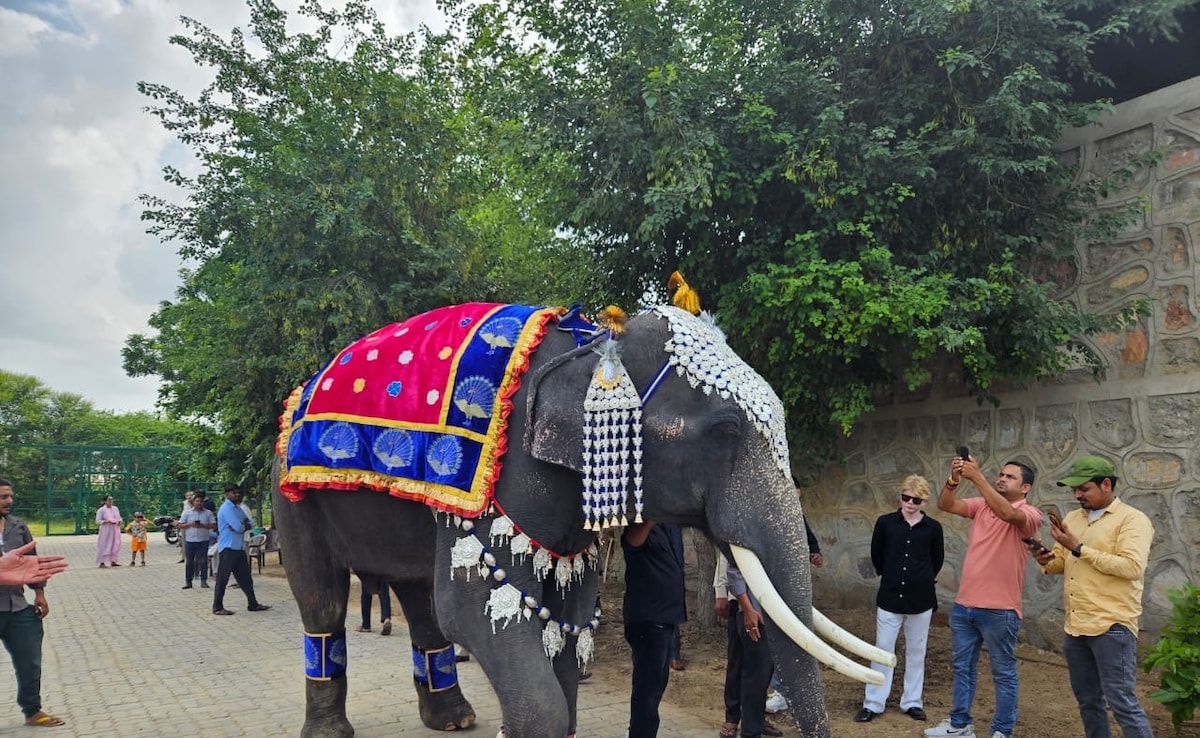 Jaipur Fifteen elephants and a fashion parade and some cake