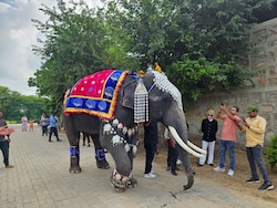 On World Elephant Day, A Fashion Show, Birthday Cake, 15 Happy Pachyderms