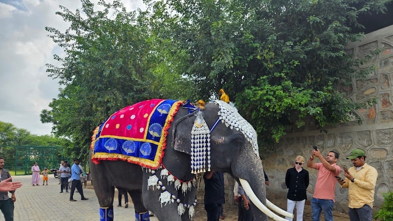 On World Elephant Day, A Fashion Show, Birthday Cake, 15 Happy Pachyderms