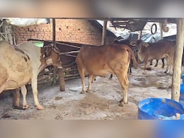 बैतूल में गहराया लम्पी वायरस का खतरा, 10 दिन बाद जांच के लिए पहुंची पशु चिकित्सकों की टीम