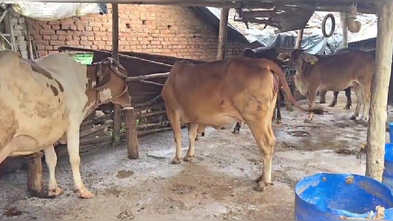 बैतूल में गहराया लम्पी वायरस का खतरा, 10 दिन बाद जांच के लिए पहुंची पशु चिकित्सकों की टीम बैतूल में गहराया लम्पी वायरस का खतरा, 10 दिन बाद जांच के लिए पहुंची पशु चिकित्सकों की टीम