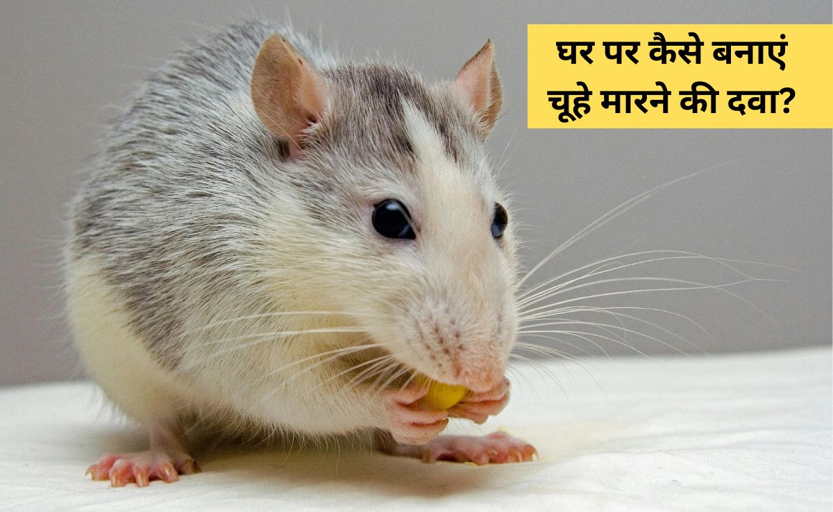 घर से चूहा भगाने के लिए क्या करें? आटे की लोई में भरकर रख दें यह चीज, बन जाएगी चूहे मारने की दवा