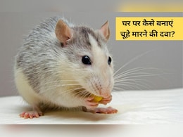 घर से चूहा भगाने के लिए क्या करें? आटे की लोई में भरकर रख दें यह चीज, बन जाएगी चूहे मारने की दवा