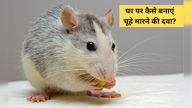 घर से चूहा भगाने के लिए क्या करें? आटे की लोई में भरकर रख दें यह चीज, बन जाएगी चूहे मारने की दवा