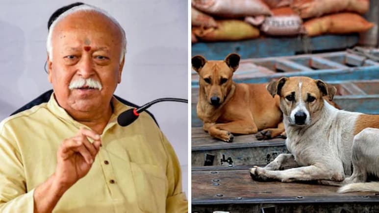 "Can Only Be Solved By...": RSS Chief Mohan Bhagwat On Supreme Court's Stray Dogs Order
