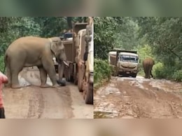 भूख से बेहाल हाथी ने रोके ट्रक, सूंड से ली तलाशी, देखिए ये वायरल वीडियो