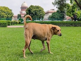 क्या है डार्विन वाली थ्योरी? आवारा कुत्तों पर कंट्रोल के फैसले पर सुप्रीम कोर्ट ने क्यों इसका उदाहरण दिया क्या है डार्विन वाली थ्योरी? आवारा कुत्तों पर कंट्रोल के फैसले पर सुप्रीम कोर्ट ने क्यों इसका उदाहरण दिया