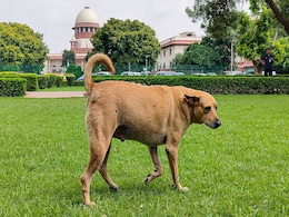 सुप्रीम कोर्ट ने फैसले ने खड़ी की नई बहस, किस कुत्ते को माना जाएगा आक्रामक सुप्रीम कोर्ट ने फैसले ने खड़ी की नई बहस, किस कुत्ते को माना जाएगा आक्रामक