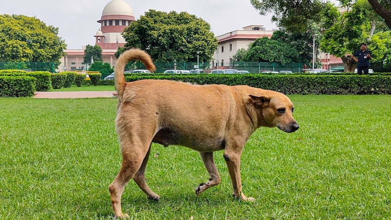 क्या है डार्विन वाली थ्योरी? आवारा कुत्तों पर कंट्रोल के फैसले पर सुप्रीम कोर्ट ने क्यों इसका उदाहरण दिया