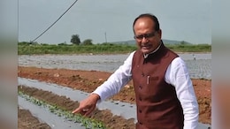 Rajasthan: मध्य प्रदेश के खेत में खराब हुई फसल तो राजस्थान की कंपनी पर गिरी गाज, शिवराज सिंह चौहान का एक्शन