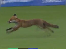 VIDEO: लॉर्ड्स में लोमड़ी का आतंक, डर से थर्राने लगे खिलाड़ी, 'द हंड्रेड' टूर्नामेंट में पड़ा दखल