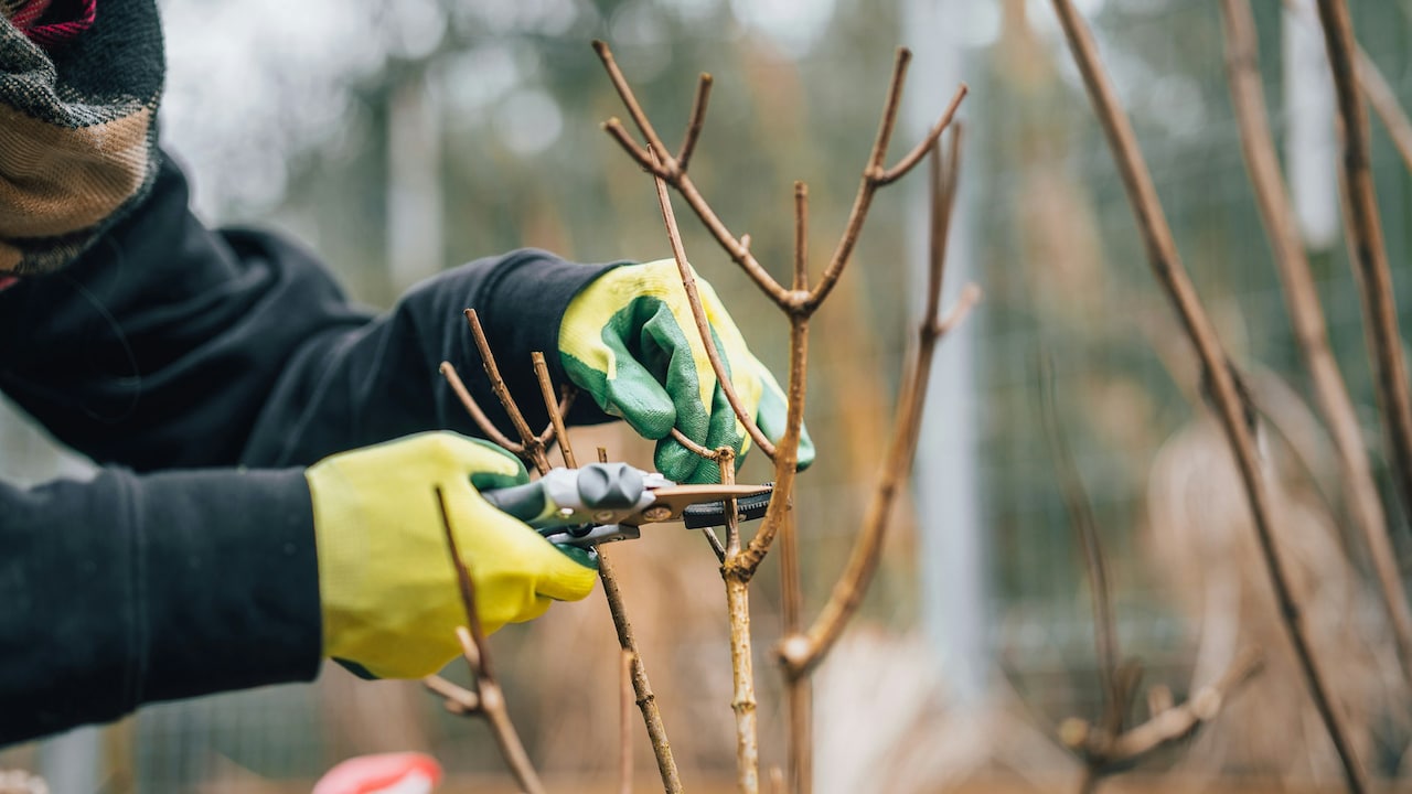 Gardening gloves protect your hands from cuts, thorns, and sharp objects