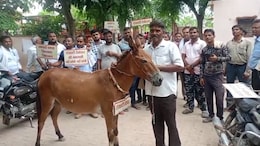 सैंडस्टोन रॉयल्टी विवाद: बयाना में ठप पड़ा 50000 लोगों का काम, गधों के गले में तख्तियां डालकर भेजा सख्त संदेश