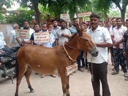 सैंडस्टोन रॉयल्टी विवाद: बयाना में ठप पड़ा 50000 लोगों का काम, गधों के गले में तख्तियां डालकर भेजा सख्त संदेश सैंडस्टोन रॉयल्टी विवाद: बयाना में ठप पड़ा 50000 लोगों का काम, गधों के गले में तख्तियां डालकर भेजा सख्त संदेश
