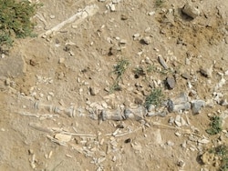 Dinosaur-Era Fossils Unearthed Near Lake In Rajasthan Village