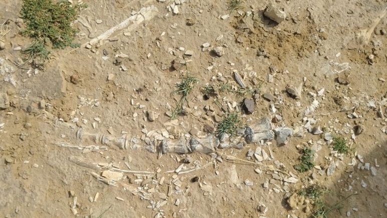 Dinosaur-Era Fossils Unearthed Near Lake In Rajasthan Village