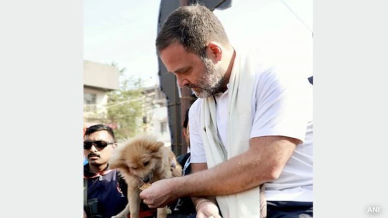 "Step Back On Humane Policy": Rahul Gandhi On Supreme Court's Stray Dog Order "Step Back On Humane Policy": Rahul Gandhi On Supreme Court's Stray Dog Order