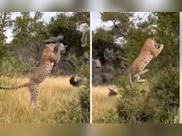 तेंदुए ने हवा में उड़कर किया बड़े पक्षी का शिकार, जंगल का ये वीडियो देखकर दंग रह जाएंगे आप तेंदुए ने हवा में उड़कर किया बड़े पक्षी का शिकार, जंगल का ये वीडियो देखकर दंग रह जाएंगे आप