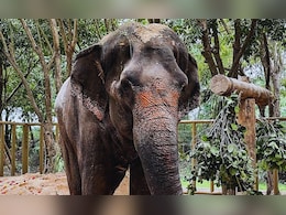 Madhuri Elephant: माधुरीसाठी अदृश्य मोर्चा निघणार, नियमही ठरले Madhuri Elephant: माधुरीसाठी अदृश्य मोर्चा निघणार, नियमही ठरले