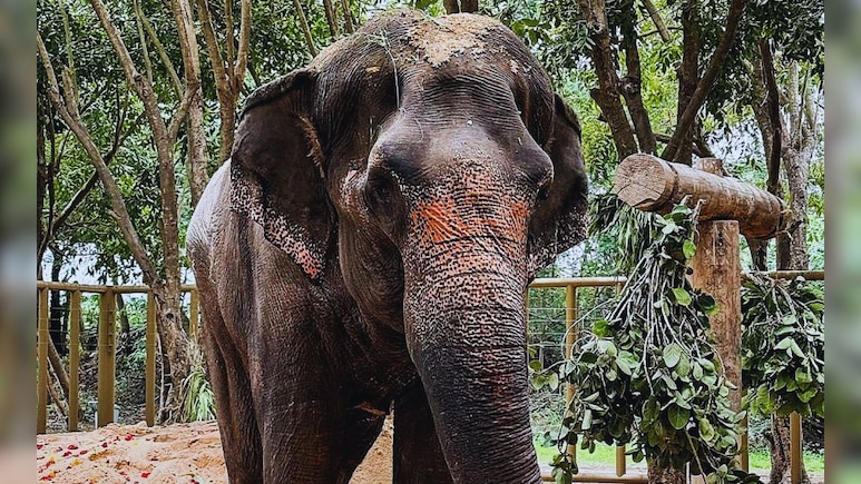 Madhuri Elephant: माधुरीसाठी अदृश्य मोर्चा निघणार, नियमही ठरले Madhuri Elephant: माधुरीसाठी अदृश्य मोर्चा निघणार, नियमही ठरले