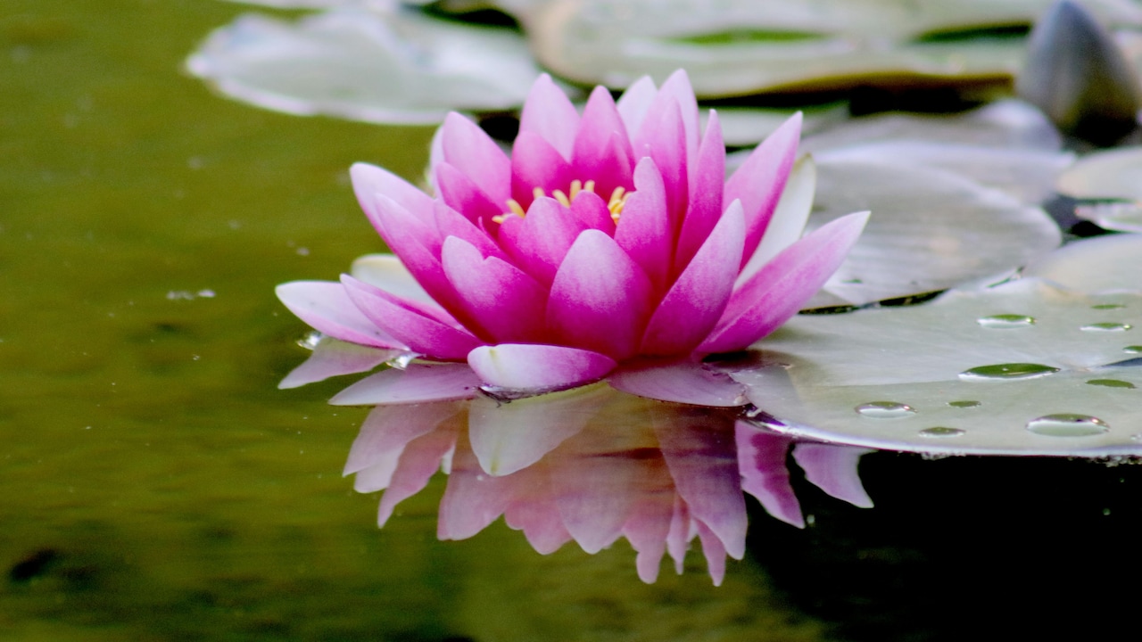 Want to grow lotus in your balcony or pond? Read on to know the entire process