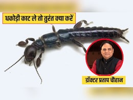 इस कीड़े के काटने पर होता है हार्ट अटैक जैसा दर्द, आयुर्वेदिक डॉक्टर से जानें धकोड़ी काट ले तो तुरंत क्या करें इस कीड़े के काटने पर होता है हार्ट अटैक जैसा दर्द, आयुर्वेदिक डॉक्टर से जानें धकोड़ी काट ले तो तुरंत क्या करें