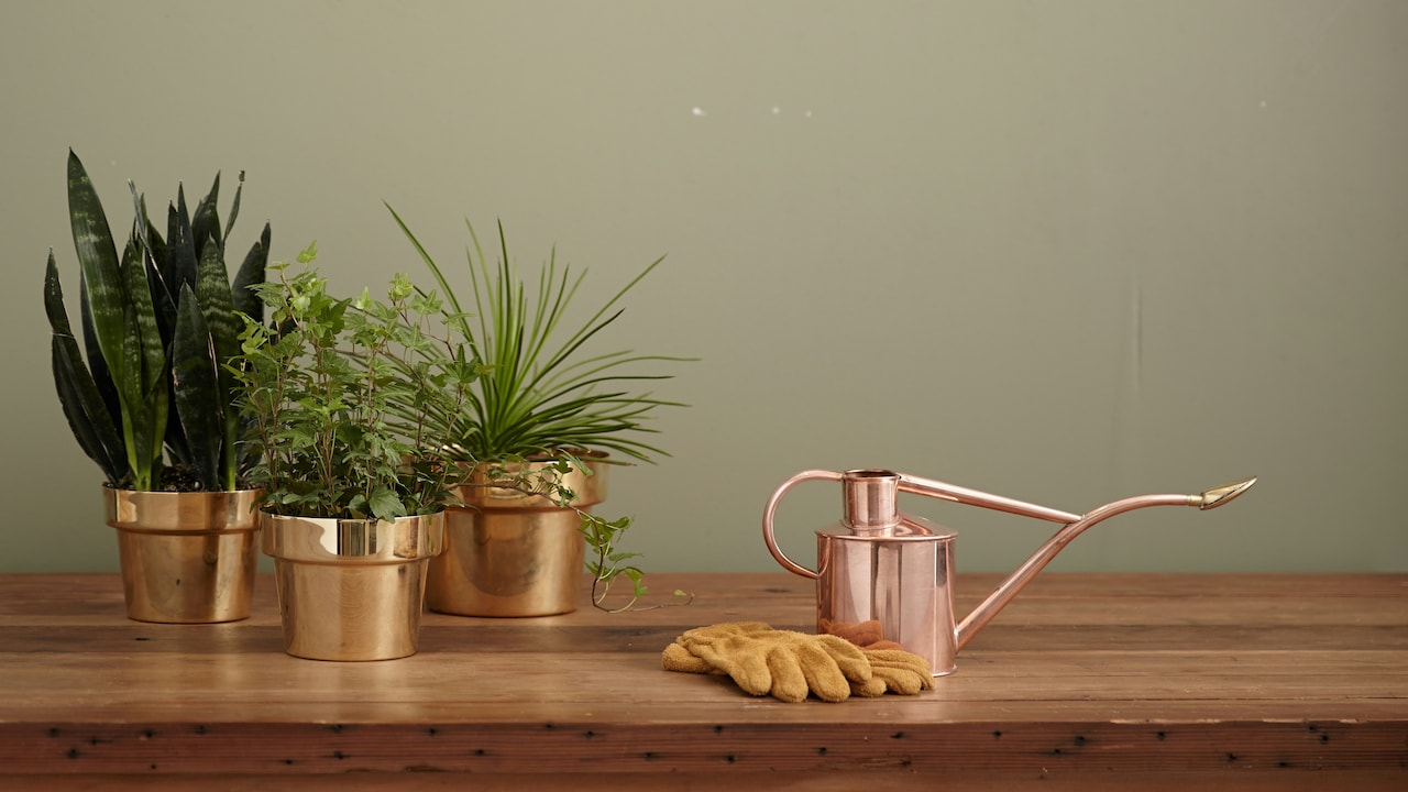 Decorate Your Space with Top Indoor Plants To Enhance The Beauty Of Your Home