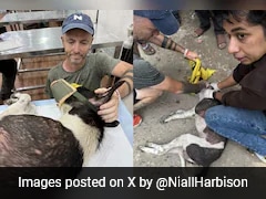 Irish Dog Rescuer Was In India During Stray Dog Protests. What He Found