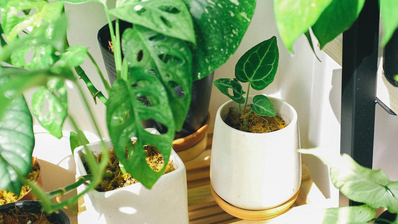 Opt for self-watering plants if you often stay out of the house for long