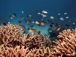 Australia's Great Barrier Reef Suffers Record Coral Decline Following Mass Bleaching Australia's Great Barrier Reef Suffers Record Coral Decline Following Mass Bleaching