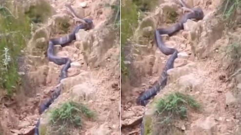 बिना किसी को नुकसान पहुंचाए किंग कोबरा ने किया मॉडल जैसा शानदार रैंप वॉक, लंबाई देख फटी रह जाएंगी आंखें - वायरल Video