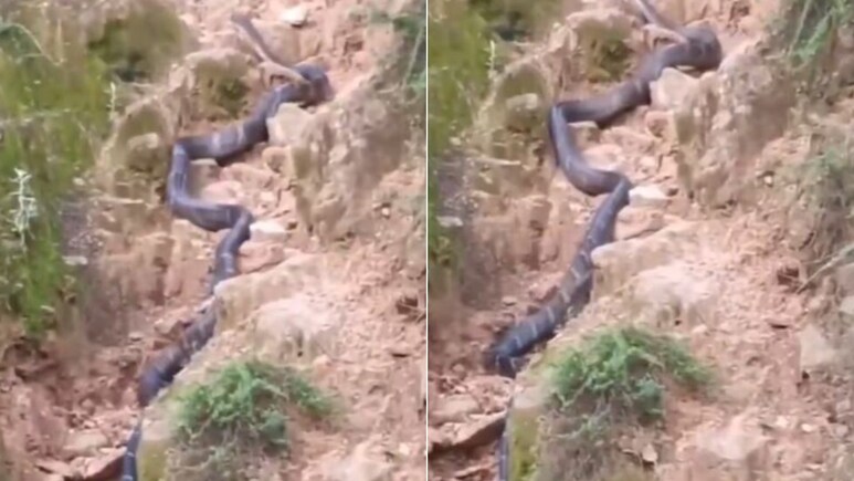 बिना किसी को नुकसान पहुंचाए किंग कोबरा ने किया मॉडल जैसा शानदार रैंप वॉक, लंबाई देख फटी रह जाएंगी आंखें - वायरल Video बिना किसी को नुकसान पहुंचाए किंग कोबरा ने किया मॉडल जैसा शानदार रैंप वॉक, लंबाई देख फटी रह जाएंगी आंखें - वायरल Video