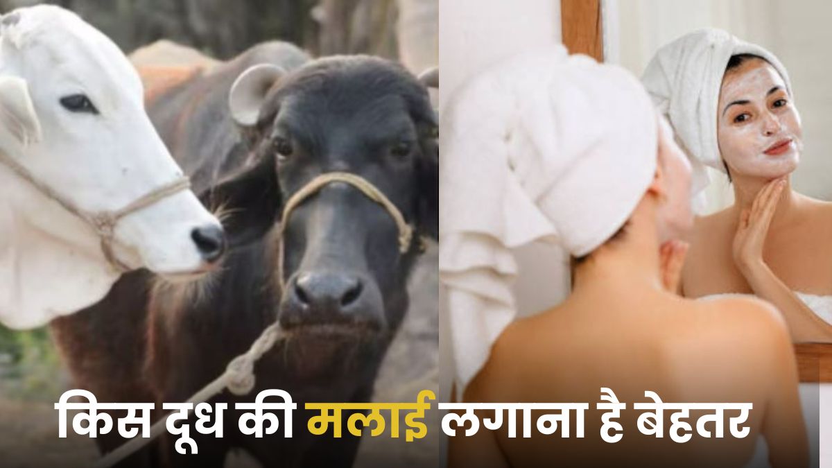 गाय या भैंस...किस के दूध की मलाई लगाने से चमक उठेगा चेहरा