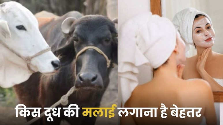 गाय या भैंस...किस के दूध की मलाई लगाने से चमक उठेगा चेहरा