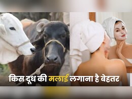 गाय या भैंस...किस के दूध की मलाई लगाने से चमक उठेगा चेहरा गाय या भैंस...किस के दूध की मलाई लगाने से चमक उठेगा चेहरा
