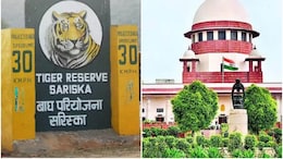 '3 दिन में फाइल कैसे क्लियर हो गई', सरिस्का टाइगर रिजर्व विवाद पर SC ने राजस्थान सरकार को दी चेतावनी